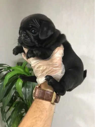 Pug Chamar whats *