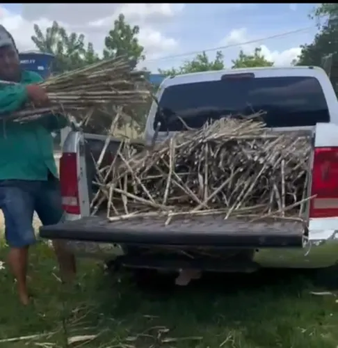 MUDAS GEMAS A VENDA DO BRS CAPIAÇU DA EMBRAPA