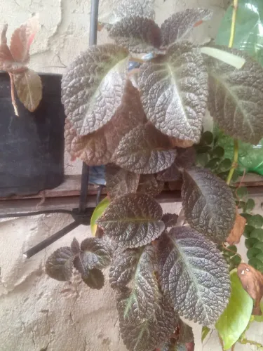 Planta tapete de rainha