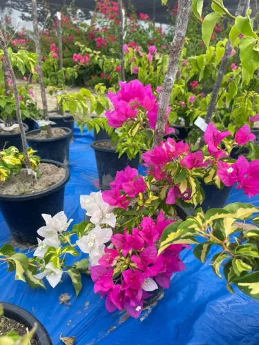 Bouganvillea várias cores