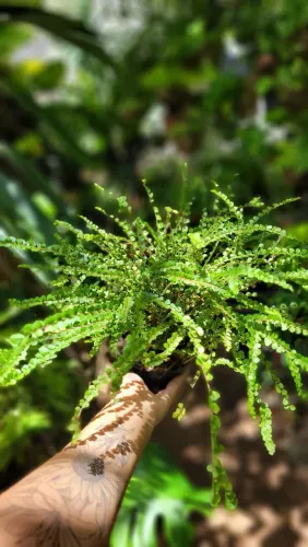Samambaia Mini - Linda planta para decorar seu lar!