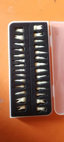 Modelo dentes com raiz