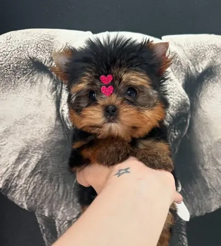 Filhote Maltês, Cãopanheiros prontos para te fazer sorrir todos os dias!