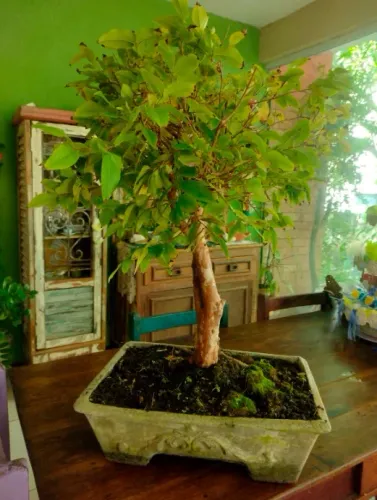 Bonsai de Jabuticabeira ( Adulto +30 anos)