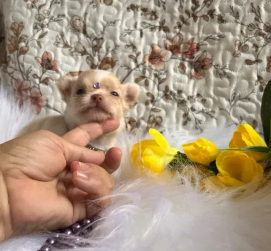 Chihuahua Mini Dourado Macho - Alegre, Sociável e Cheio de Energia!