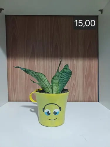 Mini vaso de planta com Sanseveria