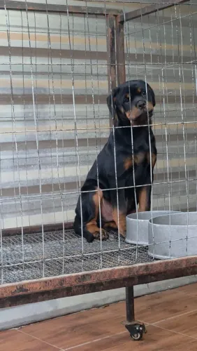 Rottweiler