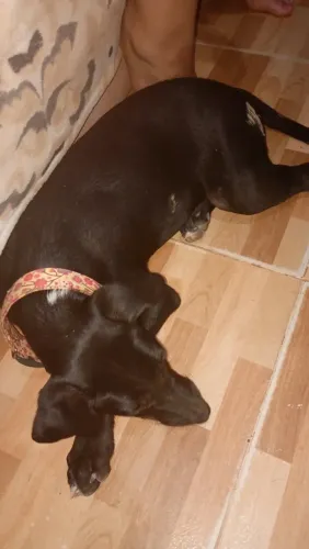 Adoção cachorrinha