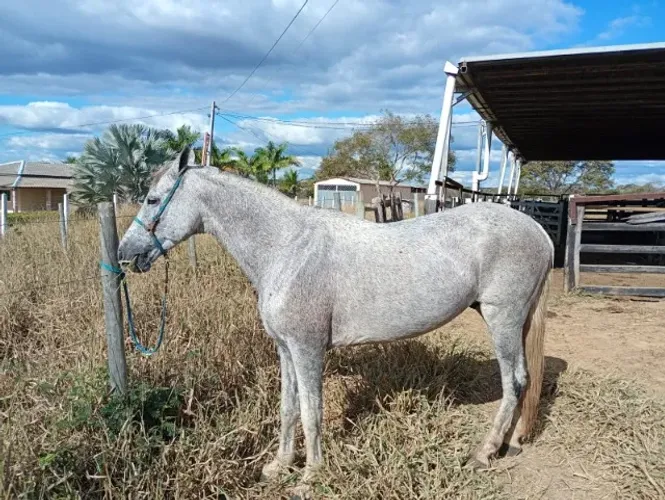 Cavalo