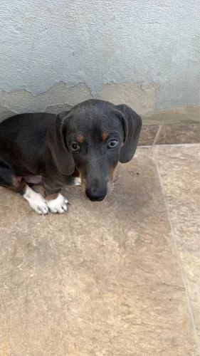 Cachorro 