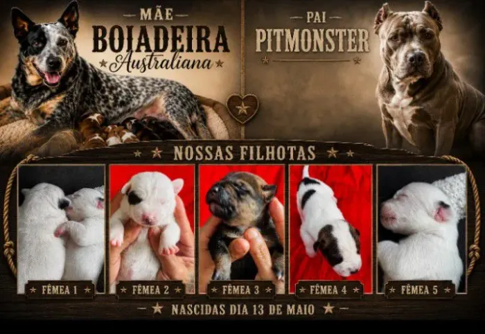 Filhotes de Boiadeira Australiana com Pitmonster 