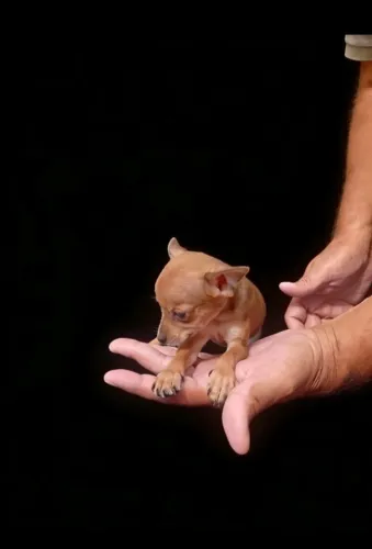 Pinscher Zero Muito Dócil