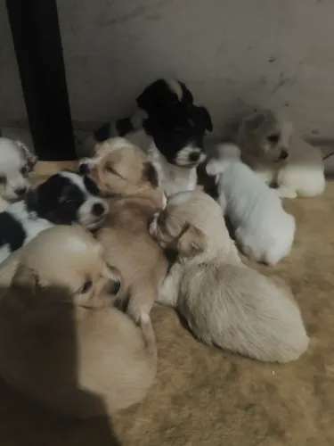 Doação Lhasa Apso mestiço