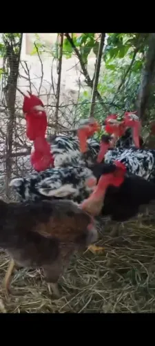 Ovos fértil galinha balão pescoço pelado