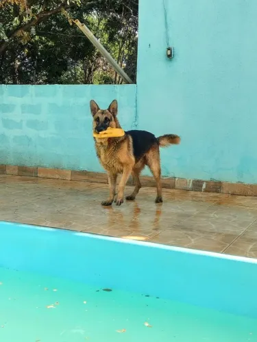 Filhotes de Pastor Alemão Capa Preta com Pedigree!!!