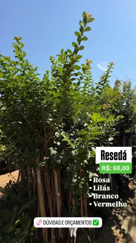 Muda de Resedá