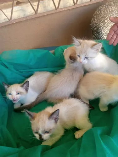 Doação de Gatinhos