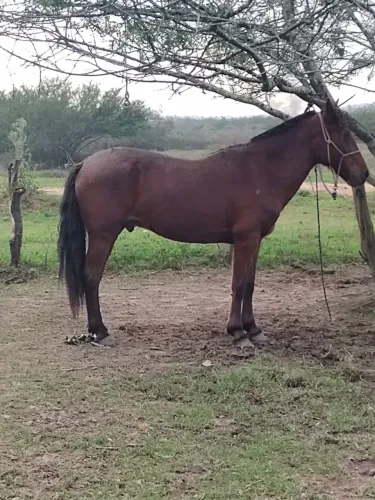 Cavalo