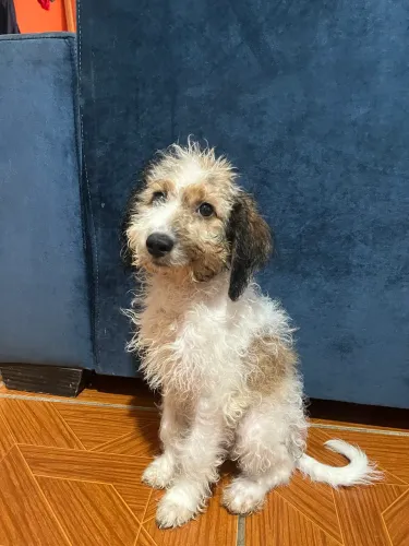 Poodle