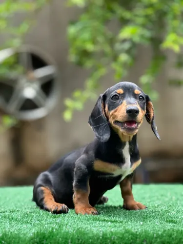 Dachshund/ Cofap miniatura disponível