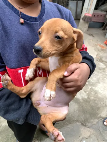 Pinscher misturado com Basset