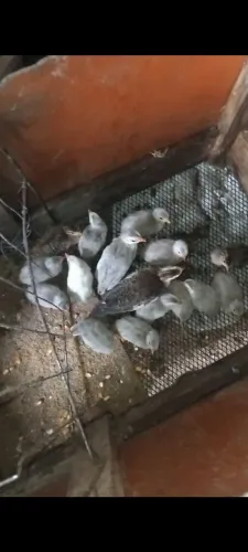 Angolinhas 