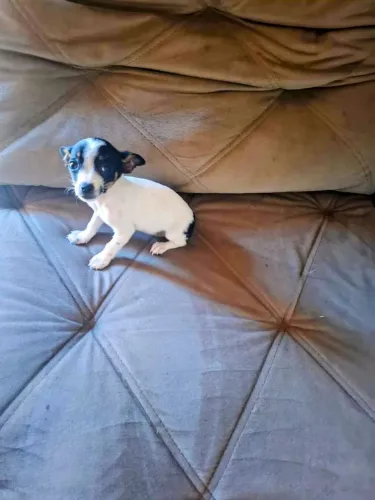 Pinscher