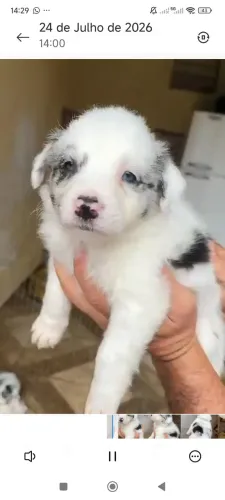Border Collie