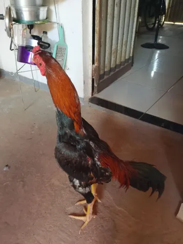 GALO MURA PURO DE LINHAGEM EXCELENTE APENAS 8 MESES DE VIDA