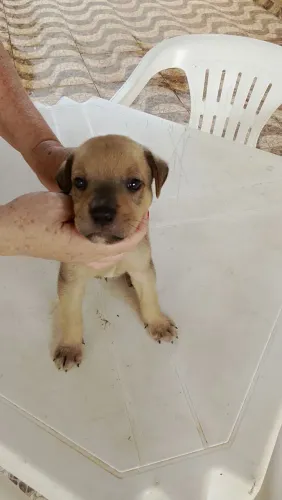 Doação de filhotes de grande Porte, mãe Rottweiler e pai cruza de pastor c Doberman