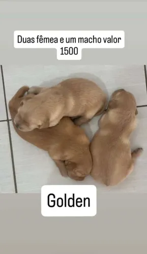 Filhote de golden Retriever