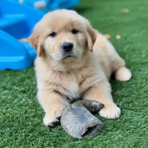 Filhotes de Golden Retriever | O afeto ganha forma aqui.