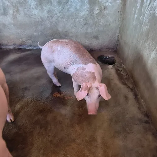 Porco para engorda