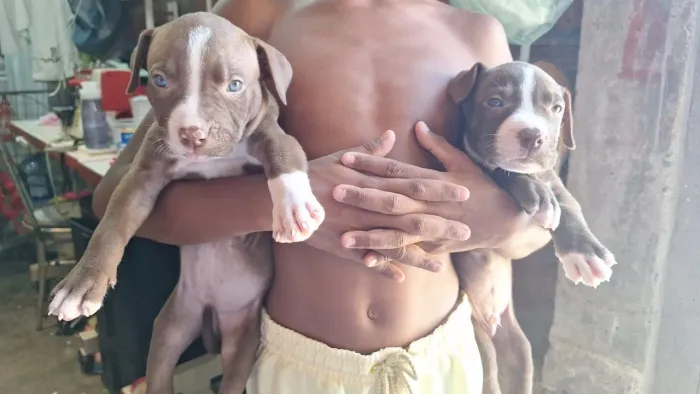 Cachorro