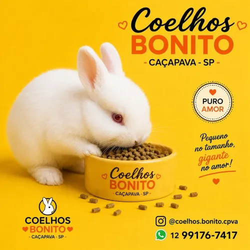 Coelho anão netherland dwarf Albino