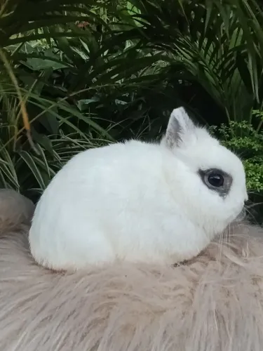 Coelho netherland Dwarf