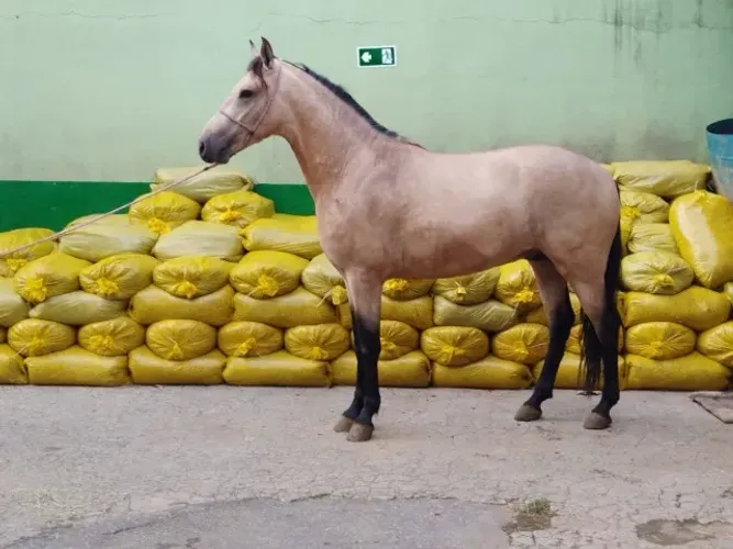 Cavalo Castrado de Marcha Picada MM Registrado - Alemão do Gravito - em Belo Horizonte