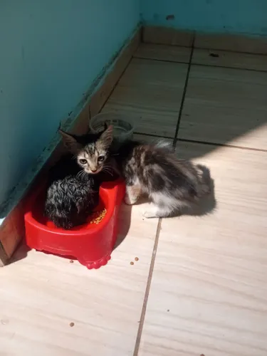 Estou doando 4 gatos filhotes se quiser entrar contato comigo