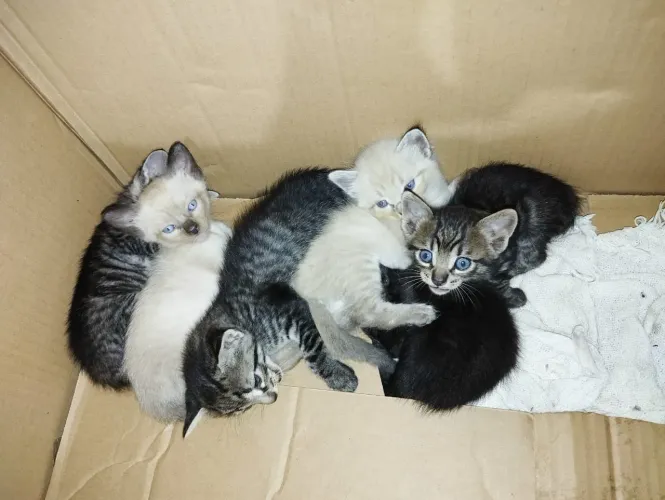 Mini queridos para doação