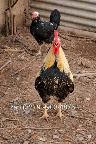 Casal galo músico turco para retirada.  Galinhas ornamentais 