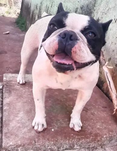 Vendo buldogue francês fêmea para companhia não é castrada $1.800,00 zap *