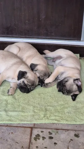 Lindos Filhotes PUG