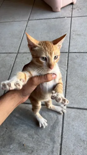 Gatos