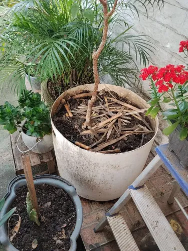 Vendo vaso feito de meia bombona branca com capacidade de 100 litros com a terra.
