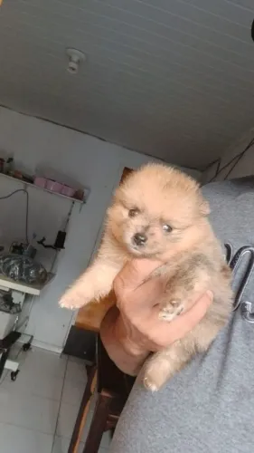 Lindos filhotes de lulu da Pomerânia
