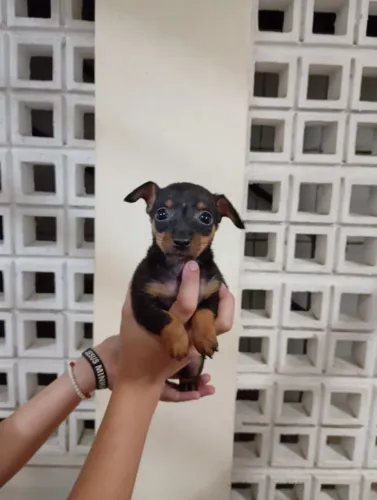 Filhotes de pinscher 