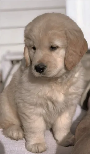 Golden Retriever Um Presente Que Conquista Crianças E Adultos