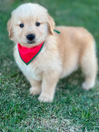 Golden Retriever macho filhote - Com pedigree - Raeceba hoje em Casa