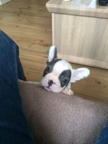 Bulldog frances filhote