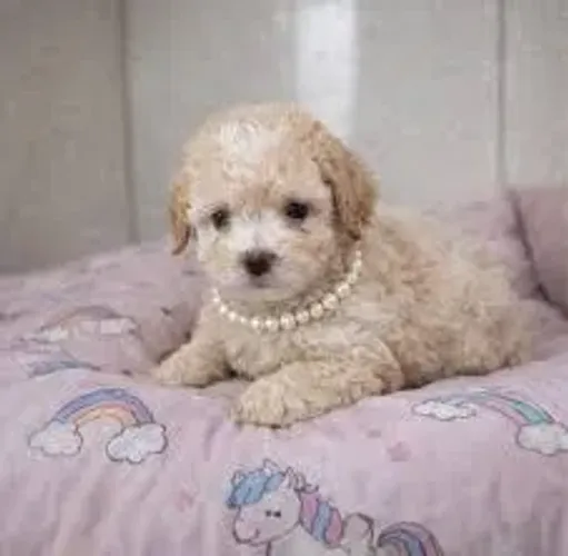 poodle encaracolado.